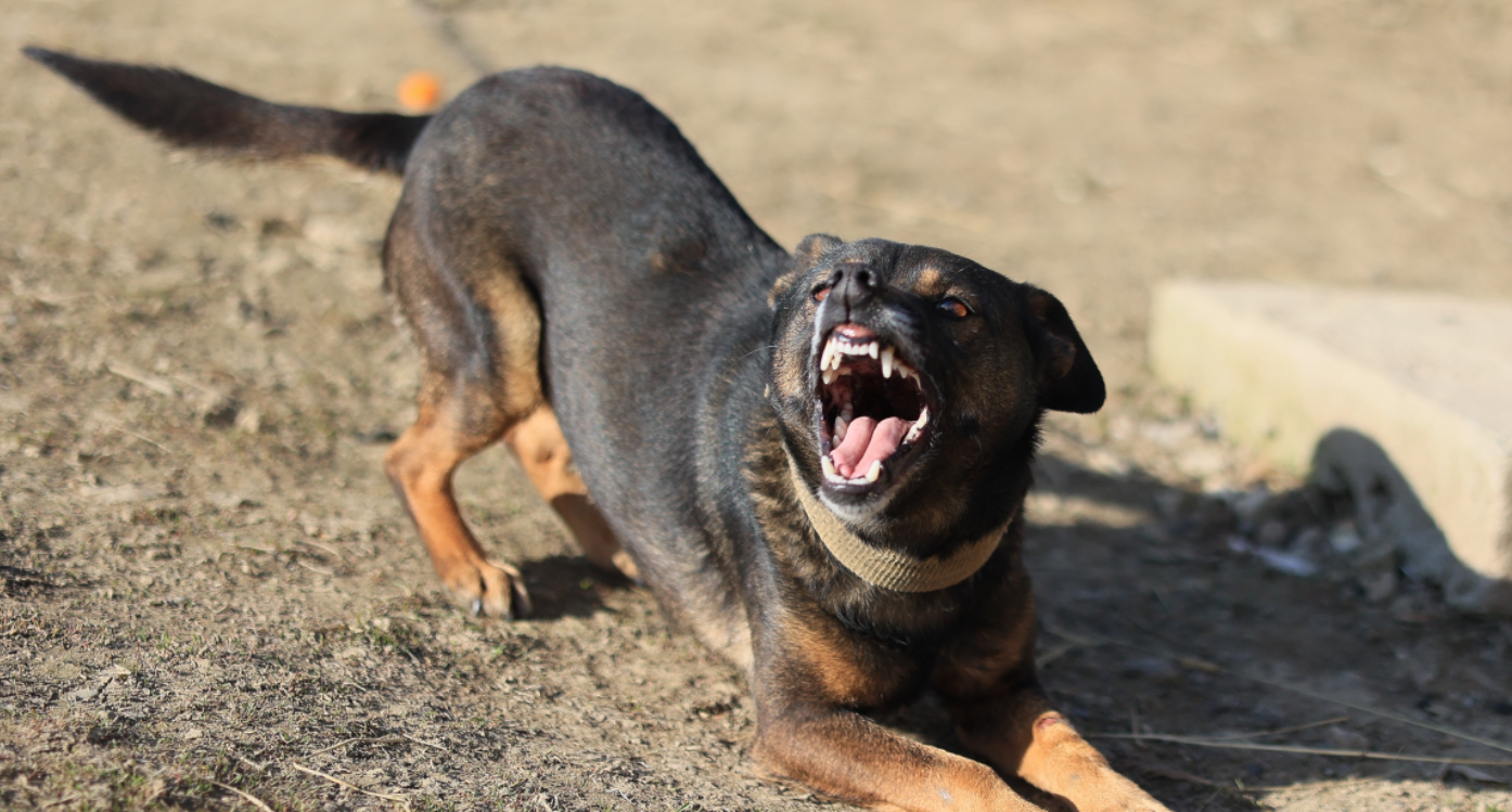 Σκότωσε τον σκύλο της γειτόνισσας του επειδή γάβγιζε!